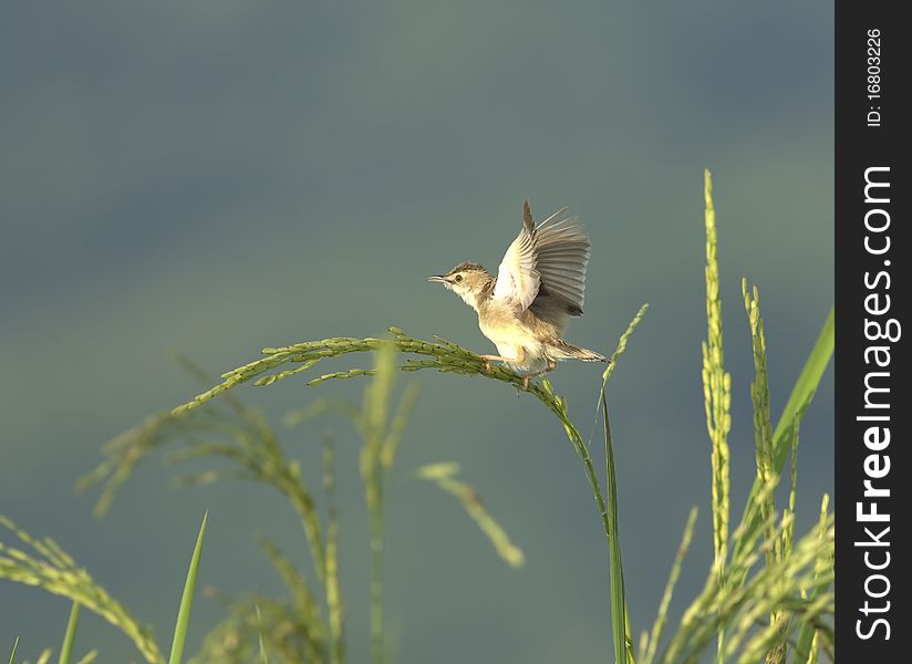 A lone bird perched on a stalk of rice. A lone bird perched on a stalk of rice.