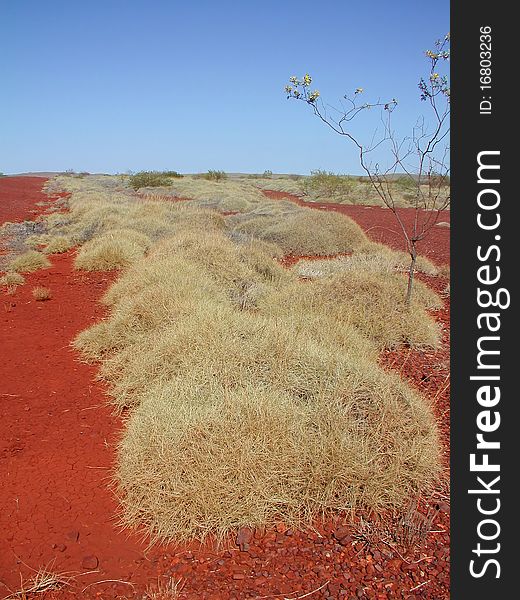 Hard spinifex with sharp pointed leaves in hummock formations in arid desert country. Hard spinifex with sharp pointed leaves in hummock formations in arid desert country.