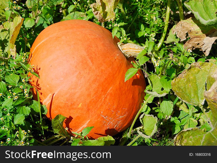 Orange pumpkin on a bed