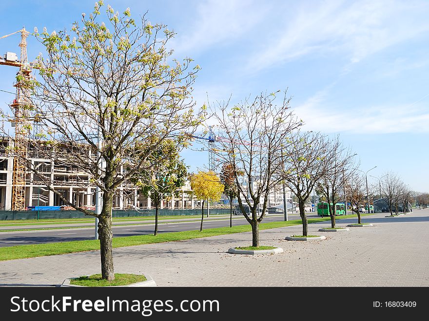 Row of trees on sidewalk