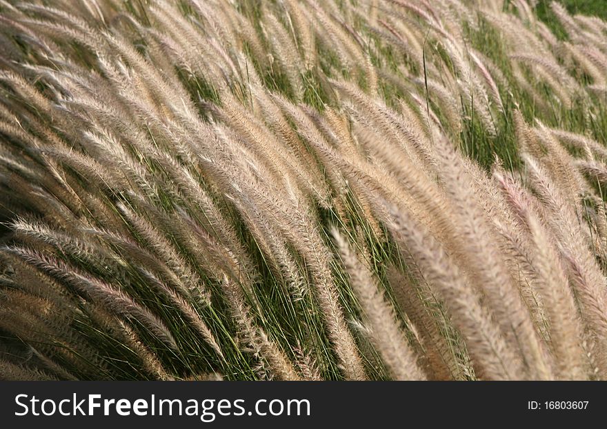 The field of high grass