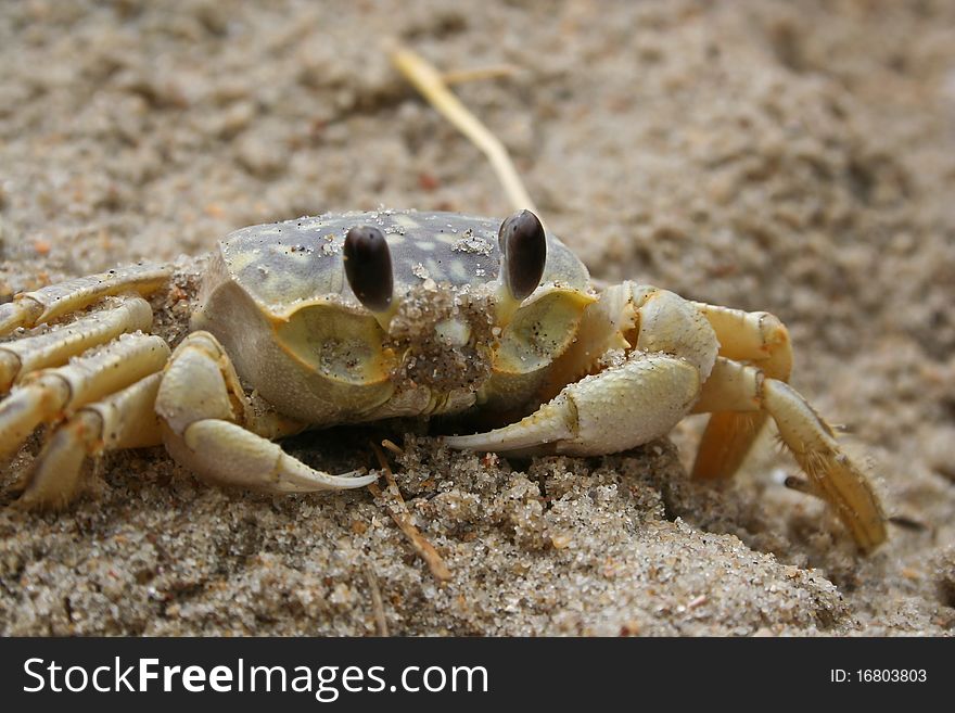 Sand crab crawling on the beach
