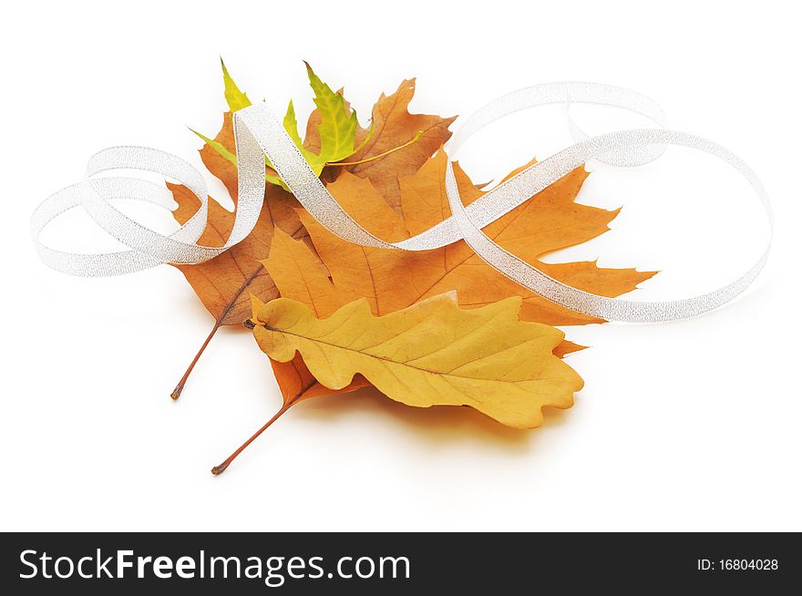 Different autumn leaves on white background. Different autumn leaves on white background.