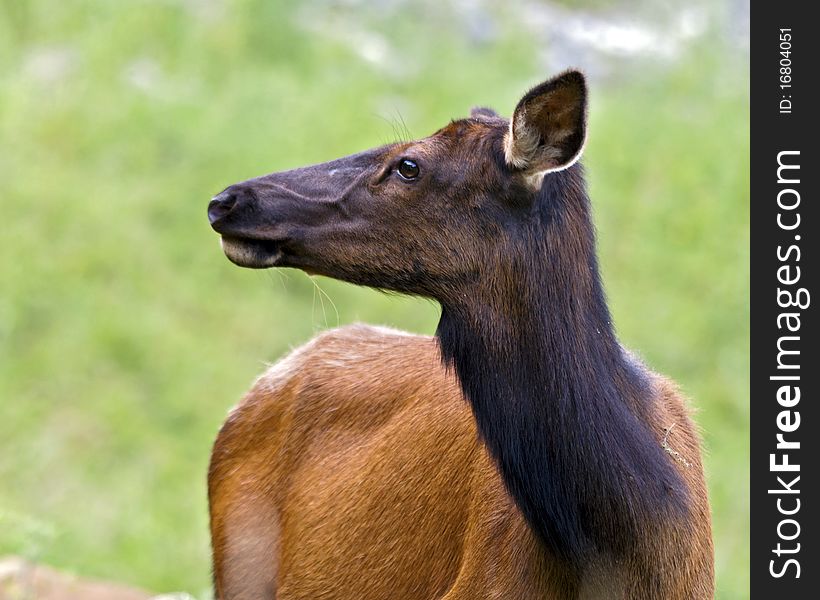 Portrait of an elk doe