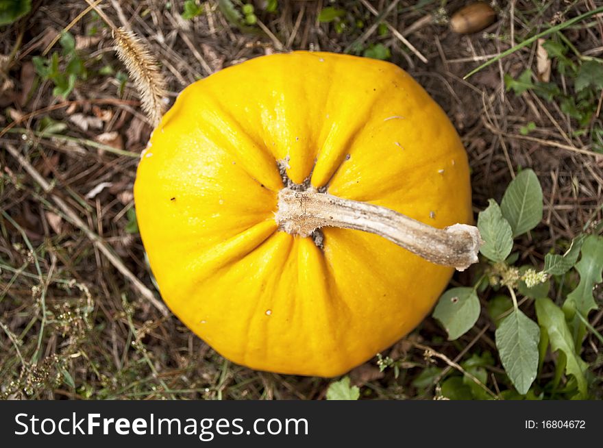 Yellow pumpkin growing in garden