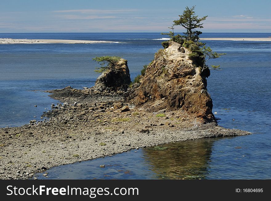 Ancient and warped cedars grow on rocks that are left exposed by low tide. Ancient and warped cedars grow on rocks that are left exposed by low tide.