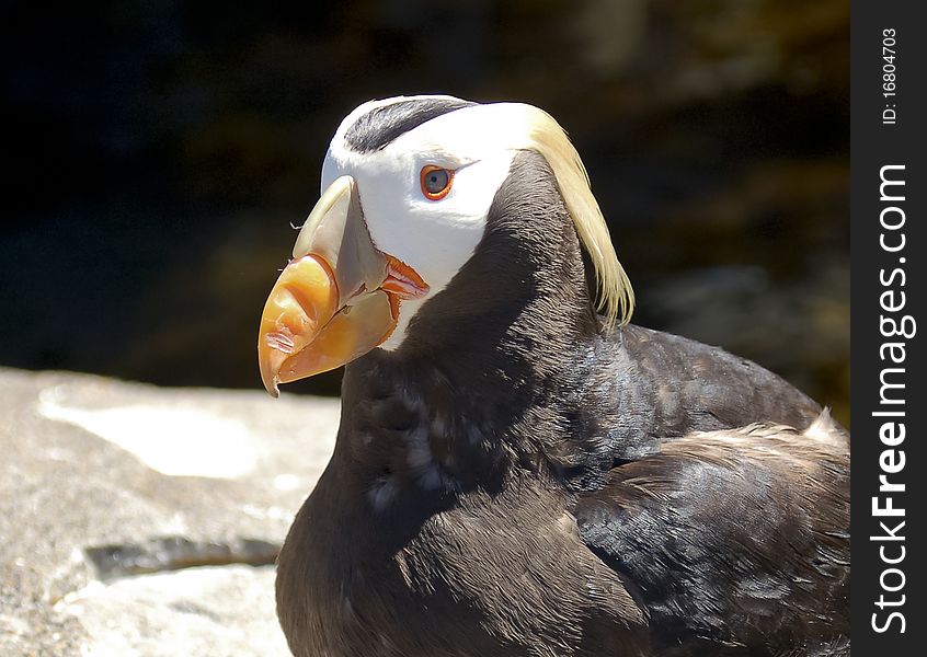 A closeup of a beautiful puffin and his bright orange beak and plumage. A closeup of a beautiful puffin and his bright orange beak and plumage.