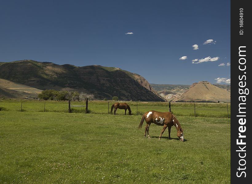A pastoral scene of horses, green pastures and mountains in the background. A pastoral scene of horses, green pastures and mountains in the background.