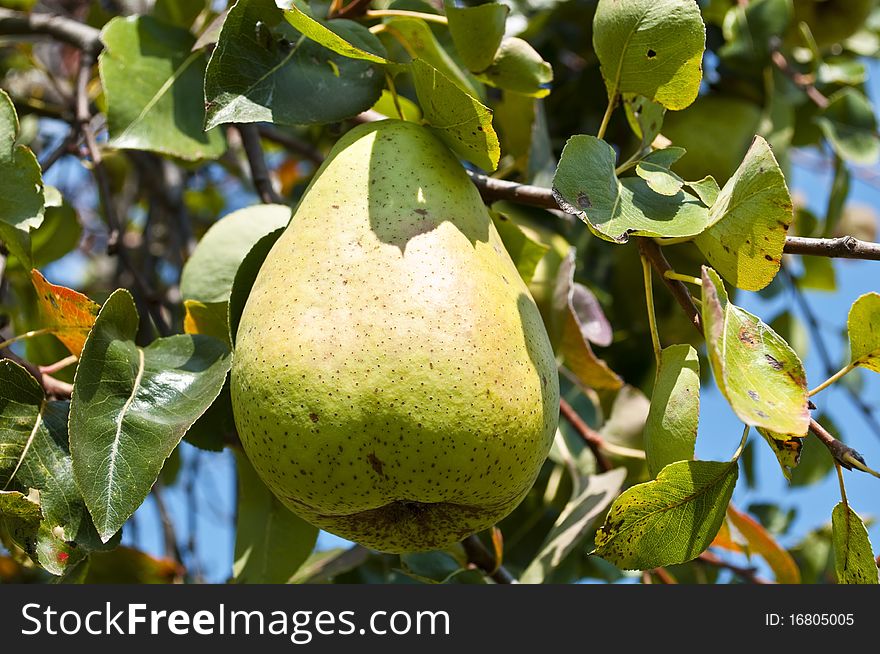 Juicy green pear growing on tree