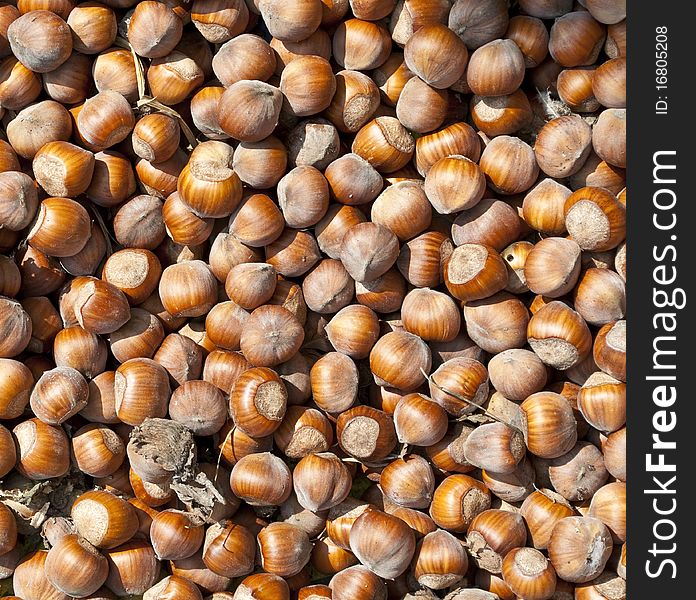 Background texture made of hazelnuts