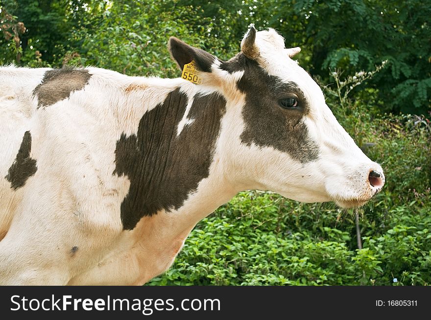 Image of a farm cow