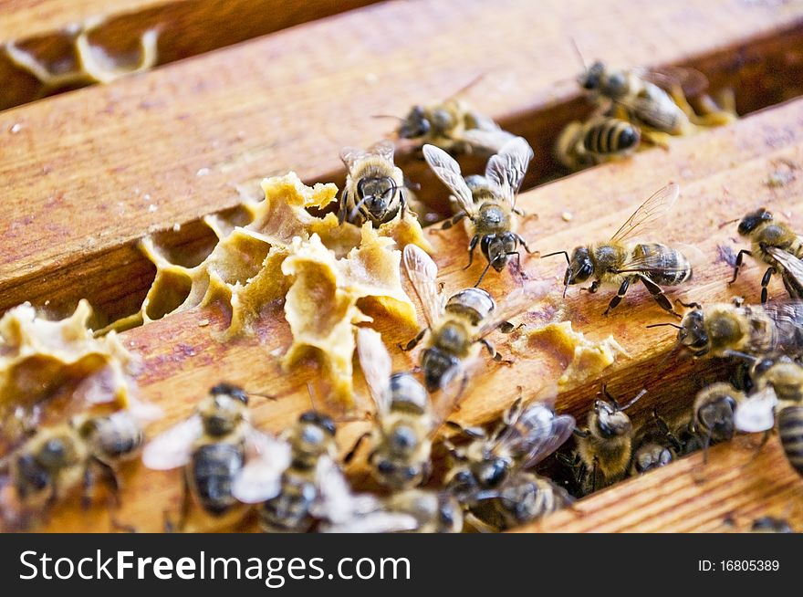 Working bees producing fresh honey