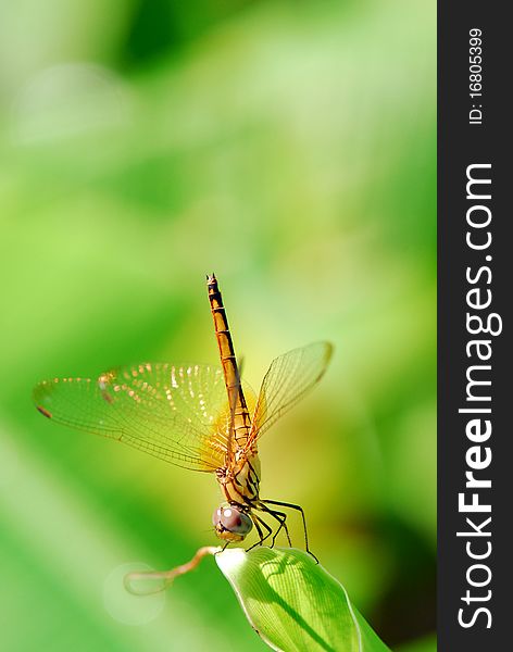 Dragonfly rest on plant with wing spread