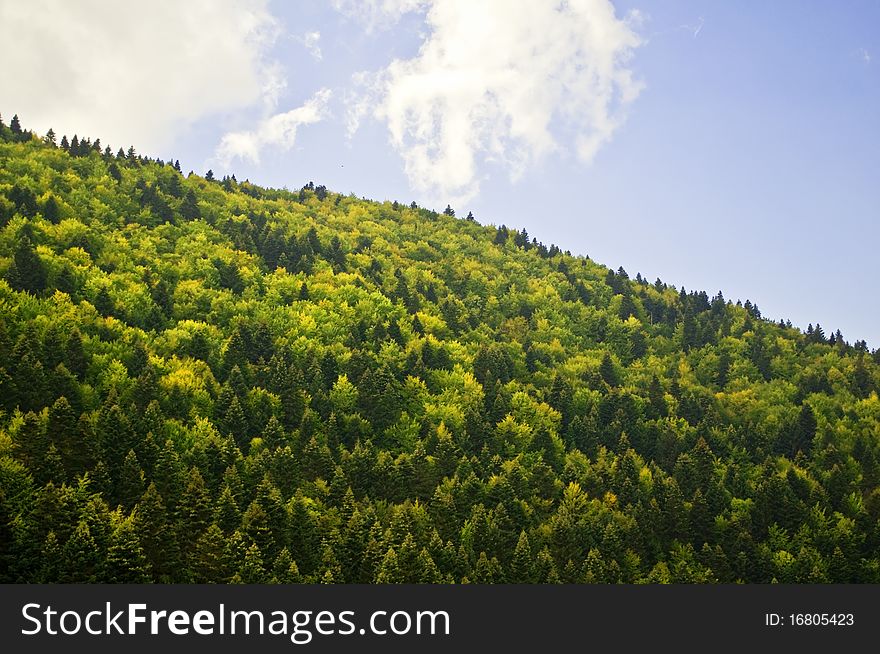 Natural landscape of green forest over bright blue sky