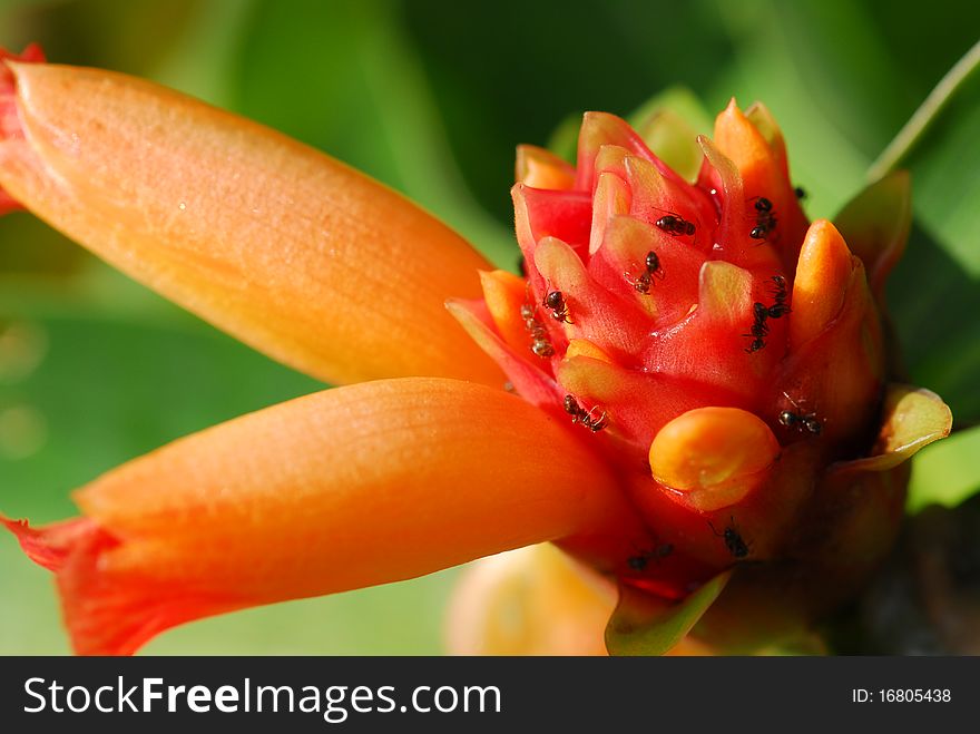 Macro of costus productus with ants