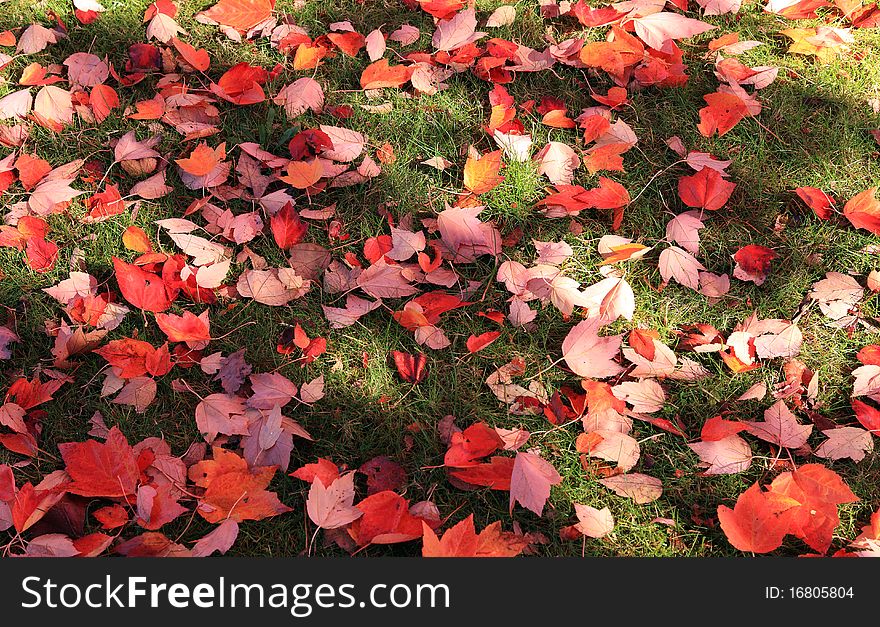 A carpeted grassy field with autumn leafs. A carpeted grassy field with autumn leafs.