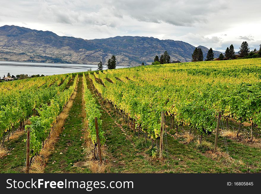 Vineyard in autumn next to lake and mountains. Vineyard in autumn next to lake and mountains