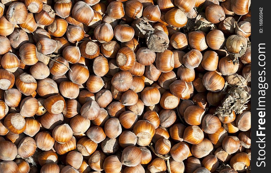 Background texture made of hazelnuts. Background texture made of hazelnuts