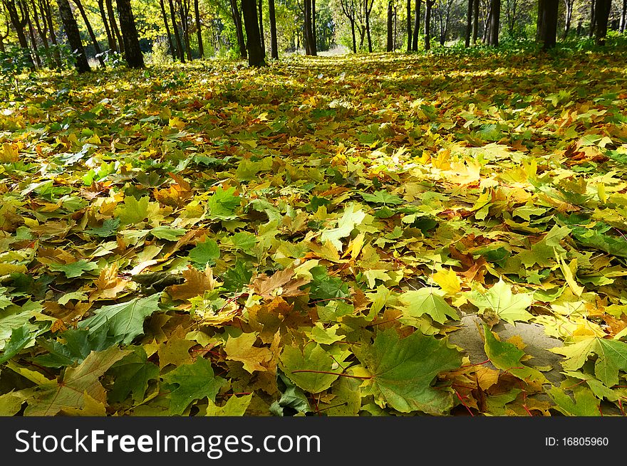 Wonderful, nice autumnal grove. Golden fallen leaves on the land. . Wonderful, nice autumnal grove. Golden fallen leaves on the land.