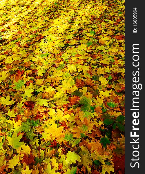 Wonderful Carpet Of  Autumn Foliage.