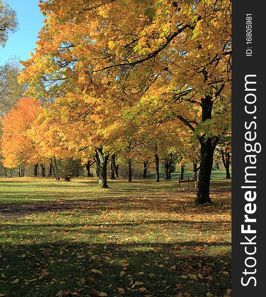 Fall colors adorn these trees in a park in Fairview, Oregon. Fall colors adorn these trees in a park in Fairview, Oregon.