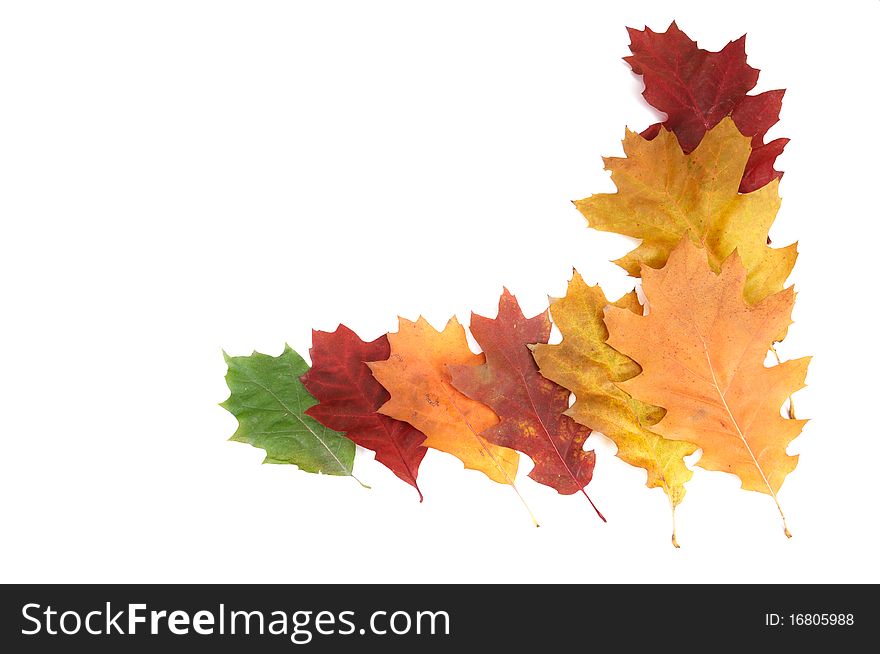 Beautiful autumnal leaves on a white.