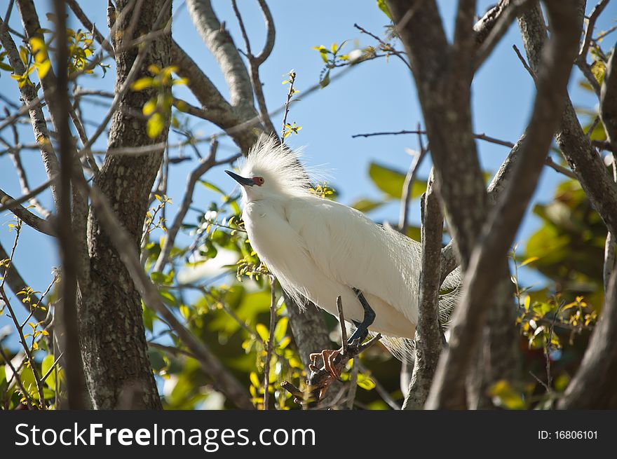 Snowy Egret Perched In A Tree