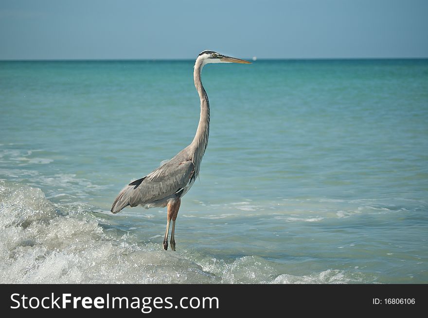 Great Blue Heron Standing on a Gulf Coast Beach