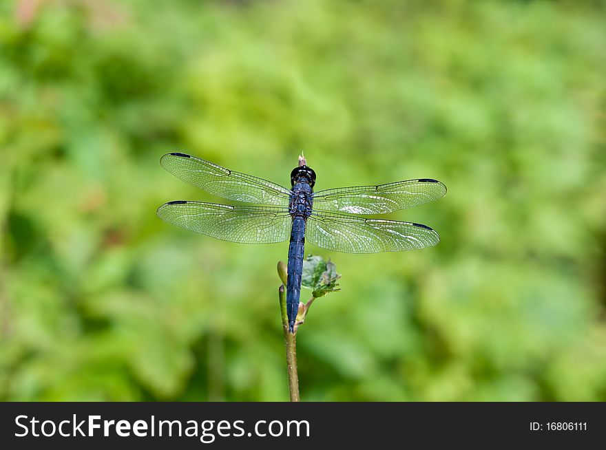 Blue Dragonfly With Green Background