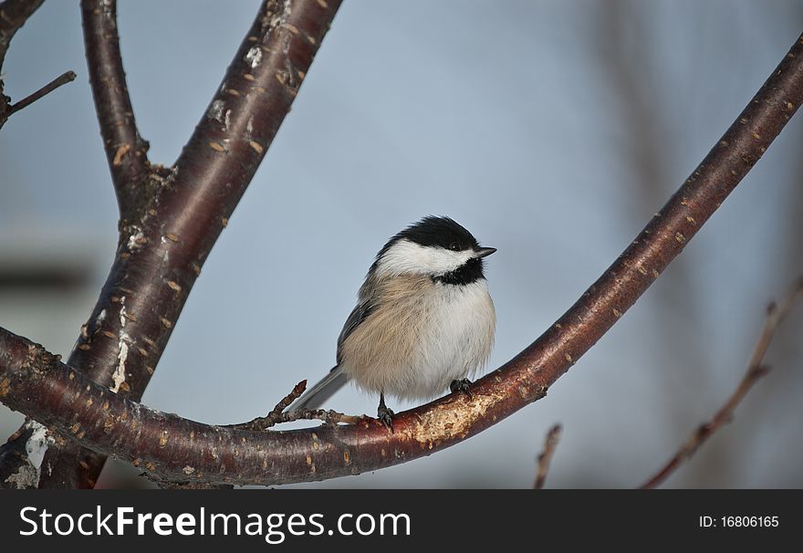 A Black-capped Chickadee perches on a branch in winter in Ontario, Canada. A Black-capped Chickadee perches on a branch in winter in Ontario, Canada.