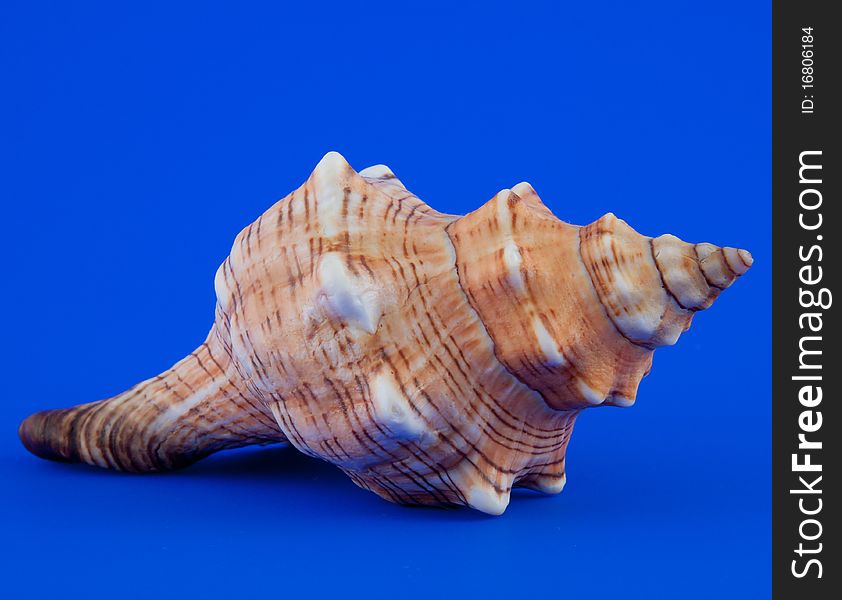 Sea unusual cockleshell on a blue background
