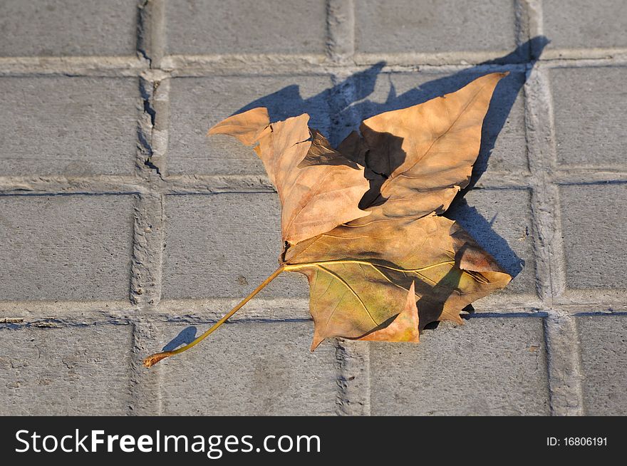 Dry autumnal leaf of platan tree on the city pavement. Dry autumnal leaf of platan tree on the city pavement