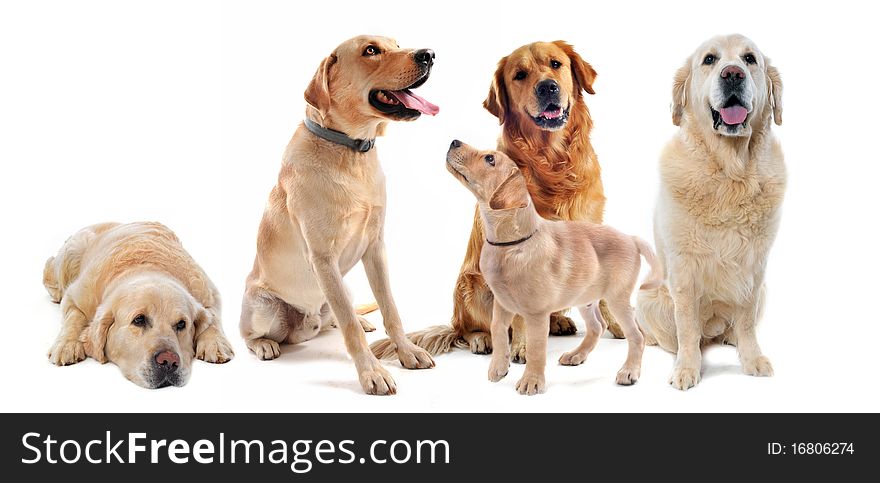 Purebred golden retrieverand labrador retriever in front of a white background. Purebred golden retrieverand labrador retriever in front of a white background