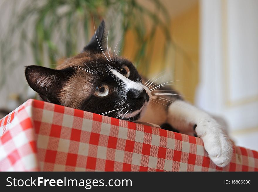 Beautiful purebred siamese cat lying down on a table