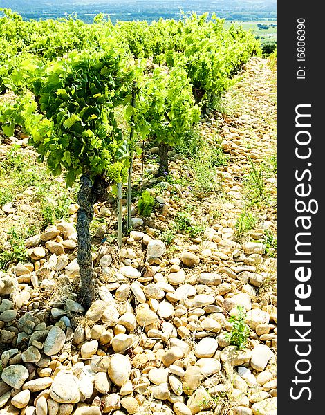 Vineyards near Chateauneuf-du-Pape, Provence, France. Vineyards near Chateauneuf-du-Pape, Provence, France