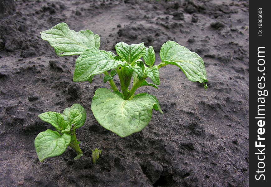 Potato sprout, organically cultivated plantation