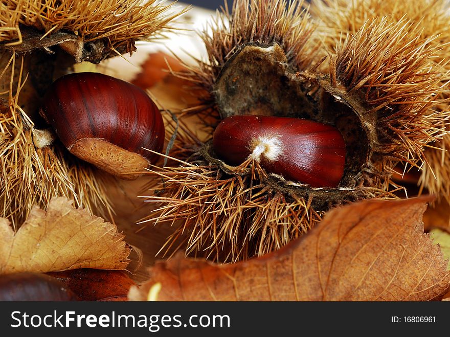 Scent of woods: chestnut and autumn colors. Scent of woods: chestnut and autumn colors