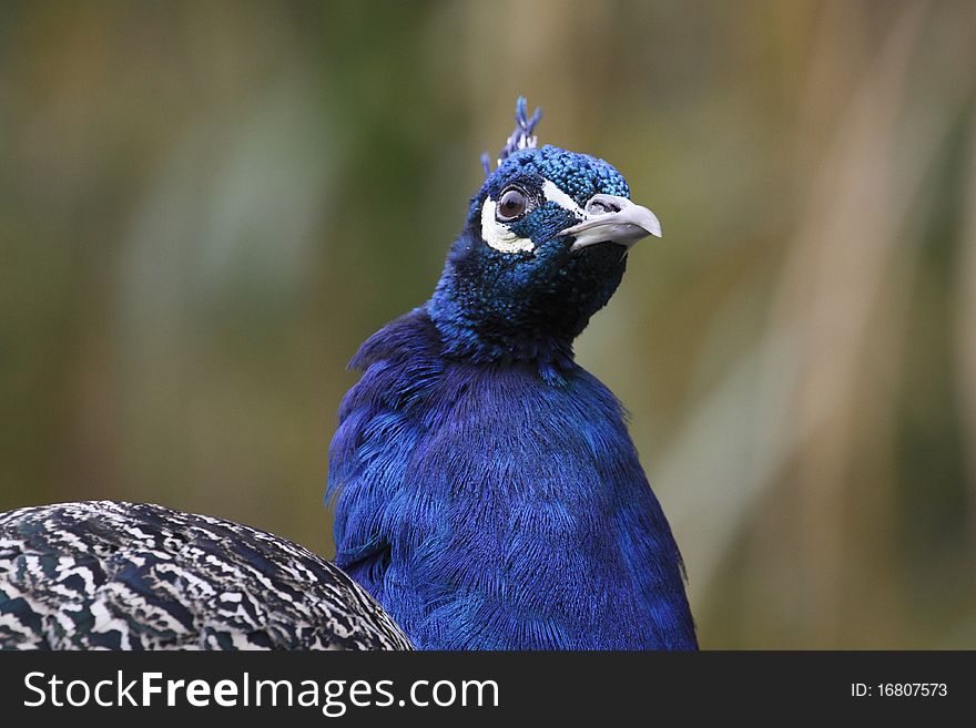 Indian Peafowl