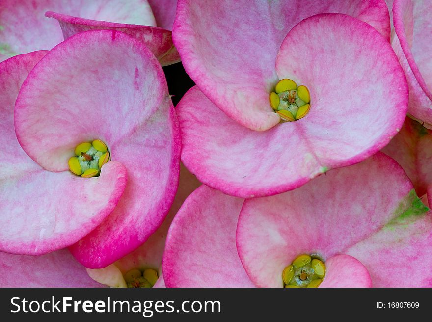 Close up of beautiful pink flowers. Close up of beautiful pink flowers