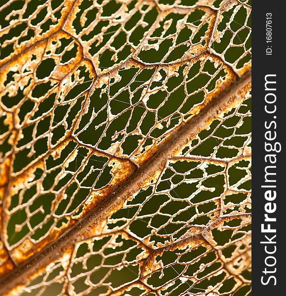 Close-up dry leaf stalk texture