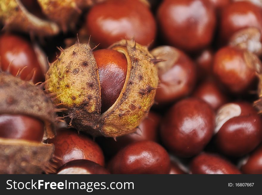 Natural autumn group of chestnuts