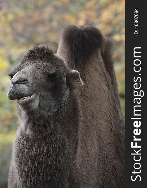 The Bactrian camel (Camelus bactrianus) is a large even-toed ungulate native to the steppes of central Asia.