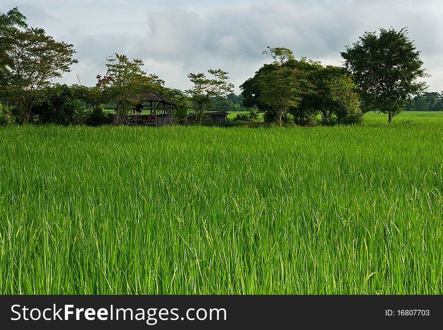 Rice fields in northern Thailand.