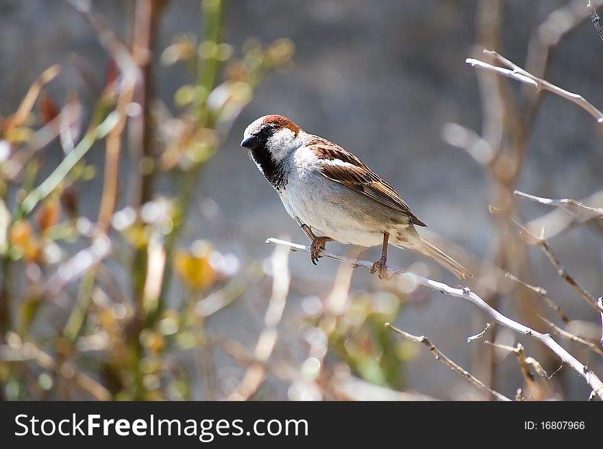 A small sparrow perched on a tiny twig.