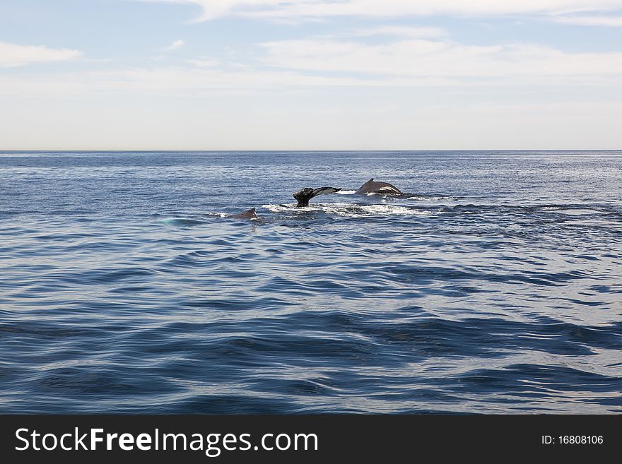 Three whales swimming in the sea near hyannis port, massachusetts, usa. Three whales swimming in the sea near hyannis port, massachusetts, usa.