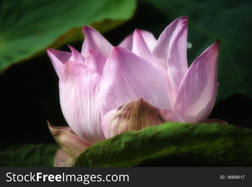 Beautiful Lotus blooming in swamp.