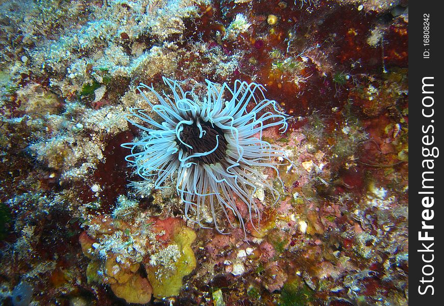 A White actinia in mediterranean sea