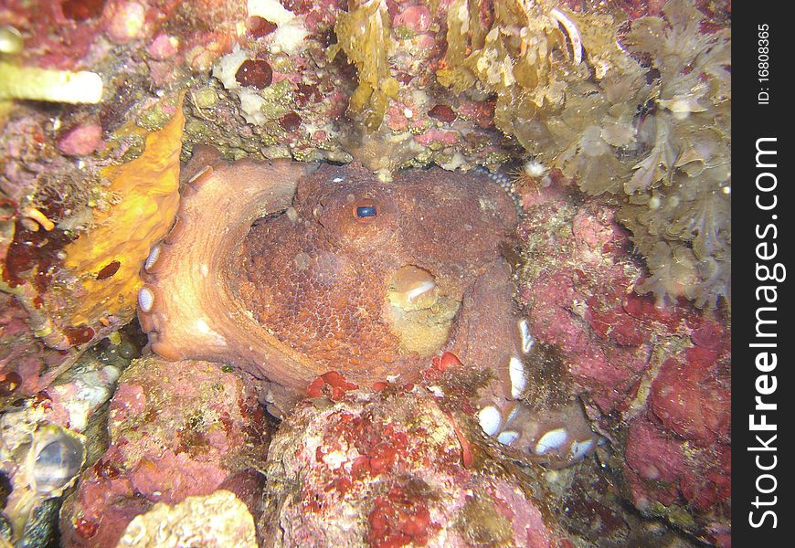 One octopus in his hiding place in mediterranean sea