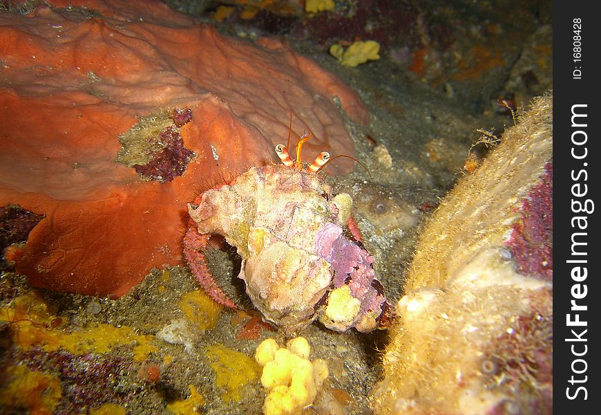 Pagurus crab in mediterranean sea