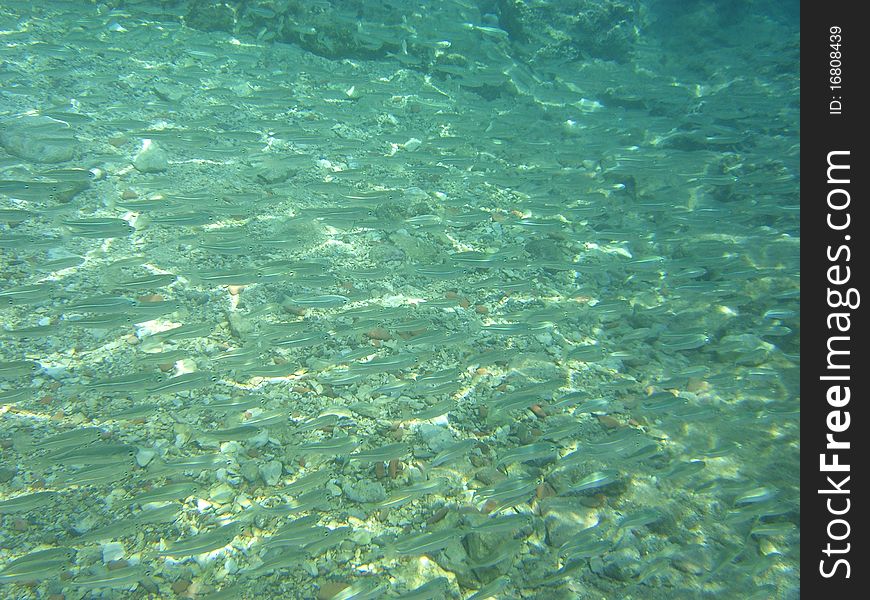 A shoal of fish in mediterranean sea